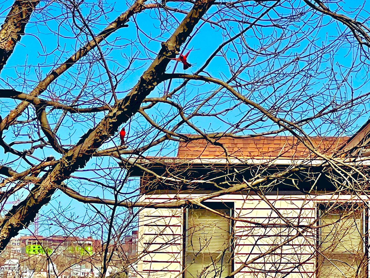 ChelseaScanner's tweet photo. Saw about 6 cardinals flying around earlier, chirping like crazy... #Spring #ChelseaMA https://t.co/hdObQl5vtb