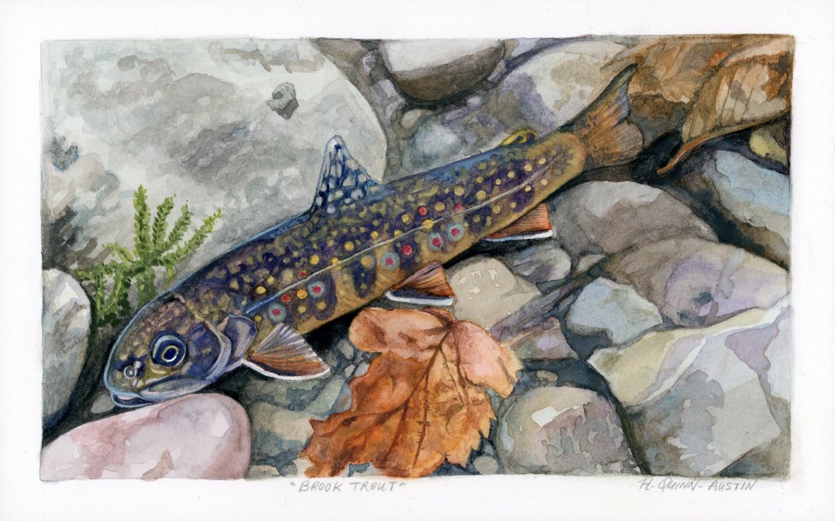 Brook trout! One of my favourite freshwater fish 🐟 Recently completed this watercolour painting for <a href="/scisally/">sally sorts stoneflies by the streamside</a>. Getting back into art and starting commissions has been a great pandemic pastime!