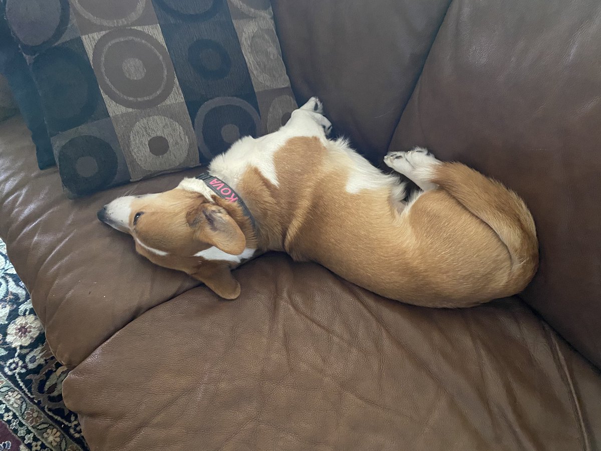 TeamCorgiBrand's tweet photo. Kova with a @DudleyCorgi wall surf and #corgiblockingtechniques combo power move #CorgiCrew https://t.co/fKTp1z72PZ