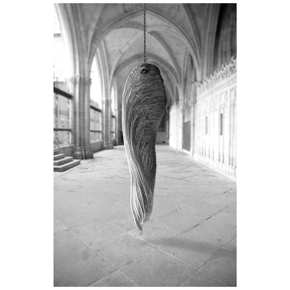 CarlosOrtizPhot's tweet photo. #mapleseed #toledospain #inspiration #lagrangeparkphotographer #blackandwhitephotography https://t.co/64SWVXJL5t
