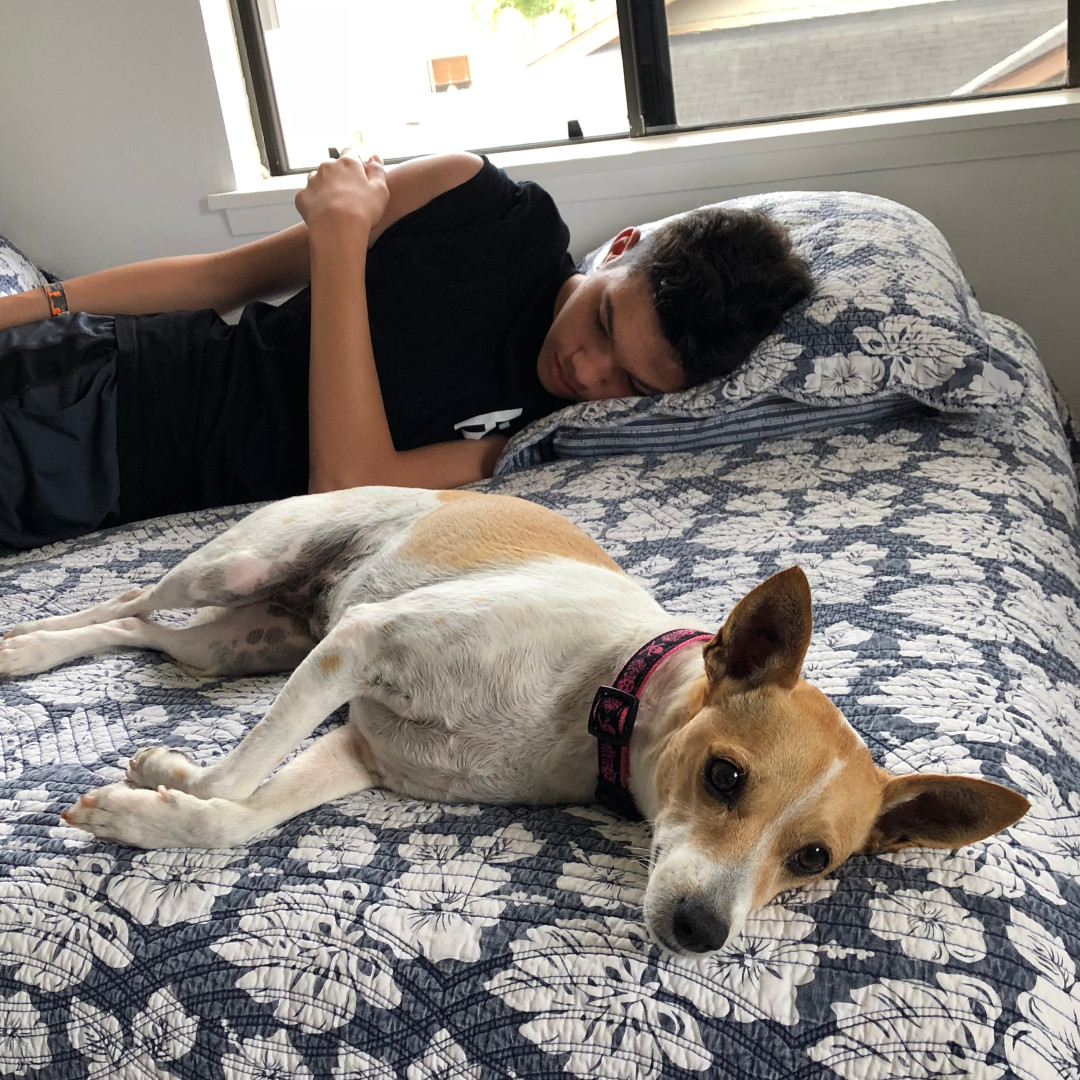 Armstrongbuildr's tweet photo. Happy Thursday!  Here's another beloved pet's photo in support of Hawaiian Humane Society .  This is Loke with his friend Kekoa taking a nap♥️ #HawaiianHumane https://t.co/pZWS00n8m3