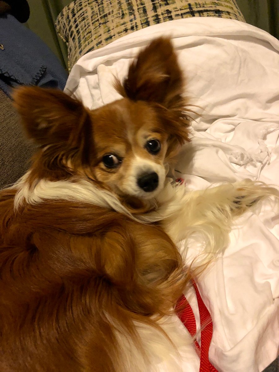Papillon_Sere's tweet photo. What? Just what?  
#serendipity #papillon #dogsoftwitter #fluffy #snark https://t.co/FcpD8zRkWj