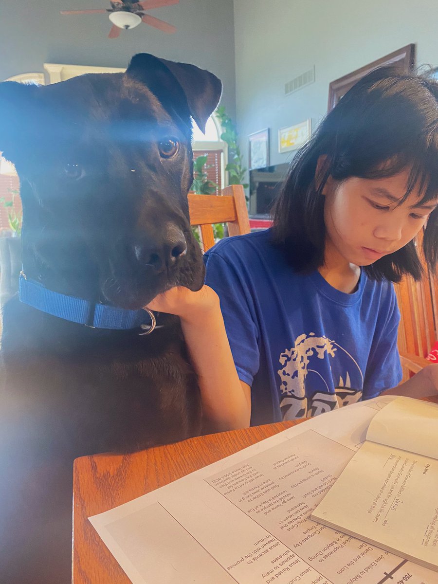 seriouschick's tweet photo. Annalise likes to be close. ALL the time. She wants to help Laney with her schoolwork. 🥰 #kcpp #fosterdog https://t.co/NIAoxYHoeI