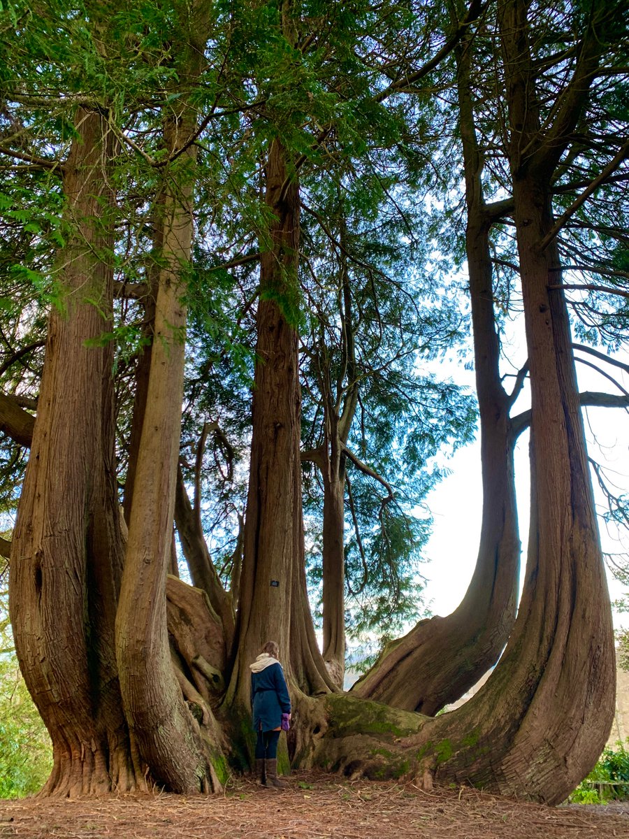 Gelli Aur Country Park - This is a hidden gem close to where I grew up in Carmarthenshire. A beautiful gothic house with woodland walks, deer and some amazing trees.