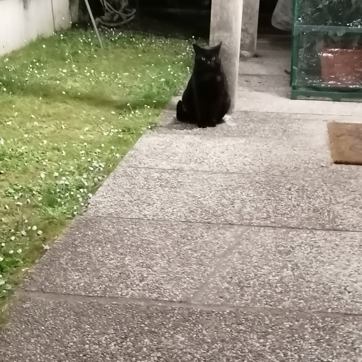 sideshowLukeP's tweet image. Io che chiamo i miei gatti ma arrivano sempre i gatti degli altri