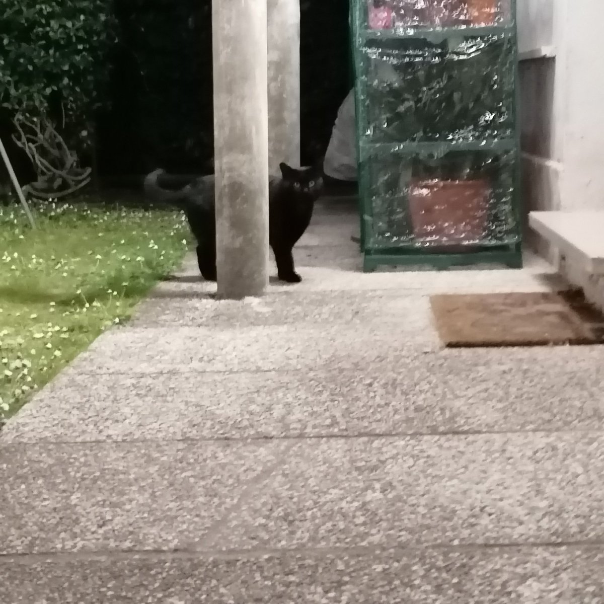 sideshowLukeP's tweet image. Io che chiamo i miei gatti ma arrivano sempre i gatti degli altri