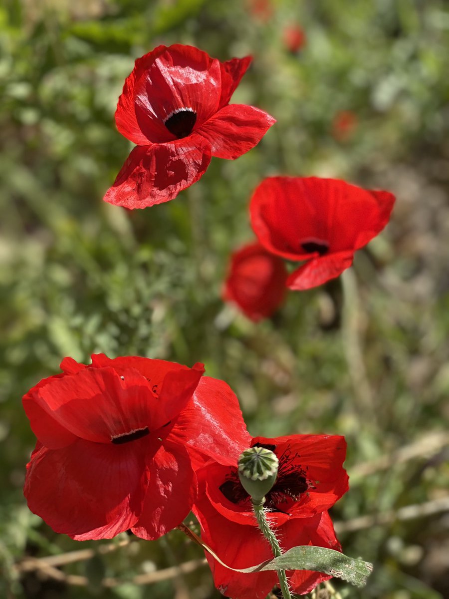 ج٢ #الاردن #VisitJordan #Jo #jordan