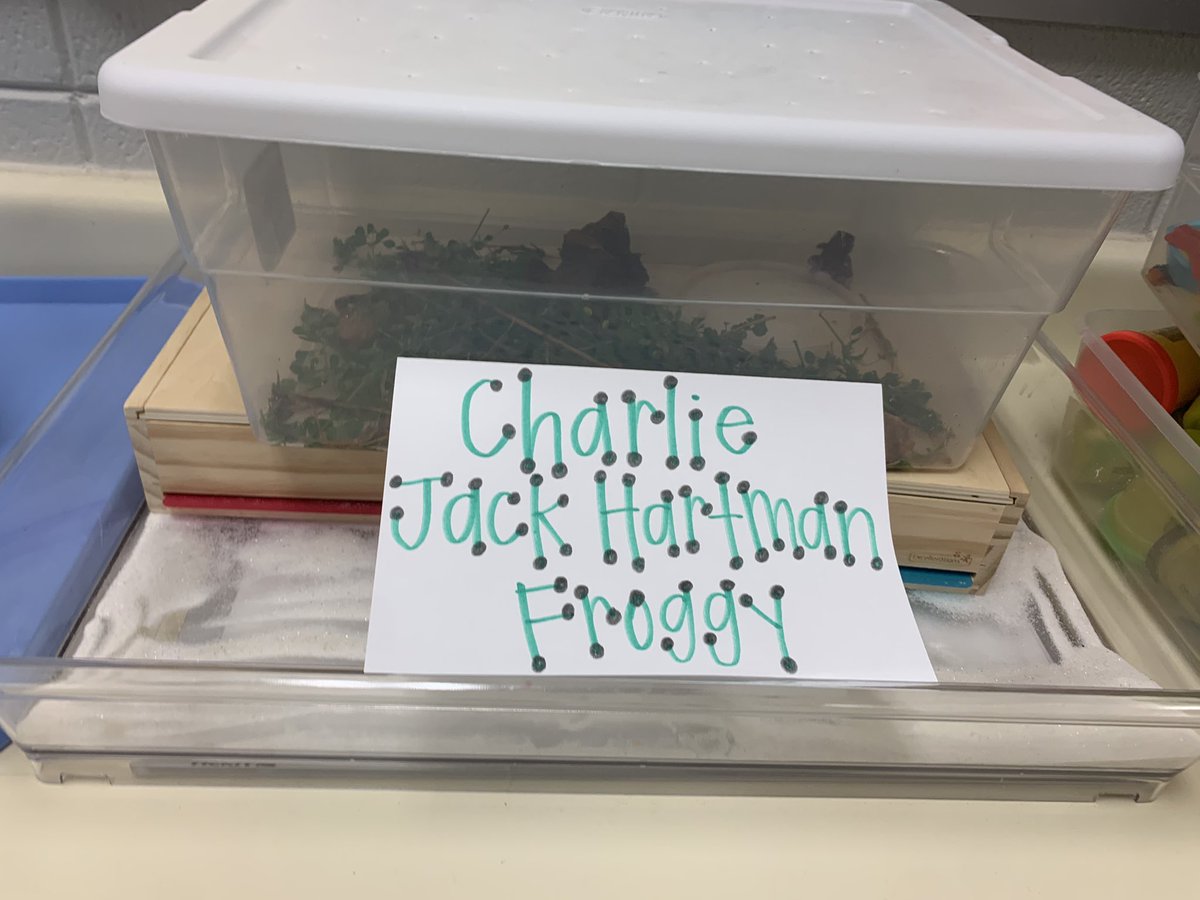 meg_broadfoot's tweet photo. Welcome to the classroom, Charlie Jack Hartman Froggy!!! What an awesome learning experience as frog week comes to life! 🐸 @GWTPrimary @VeronicaBayles @region_one #firstclassprek https://t.co/yZuvIOiFdY