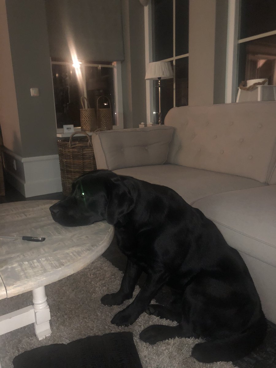 SharpBPAlmere's tweet image. Are we learning on the job?              💉  ❌/✅ zelfs Chico raakt er moedeloos van...