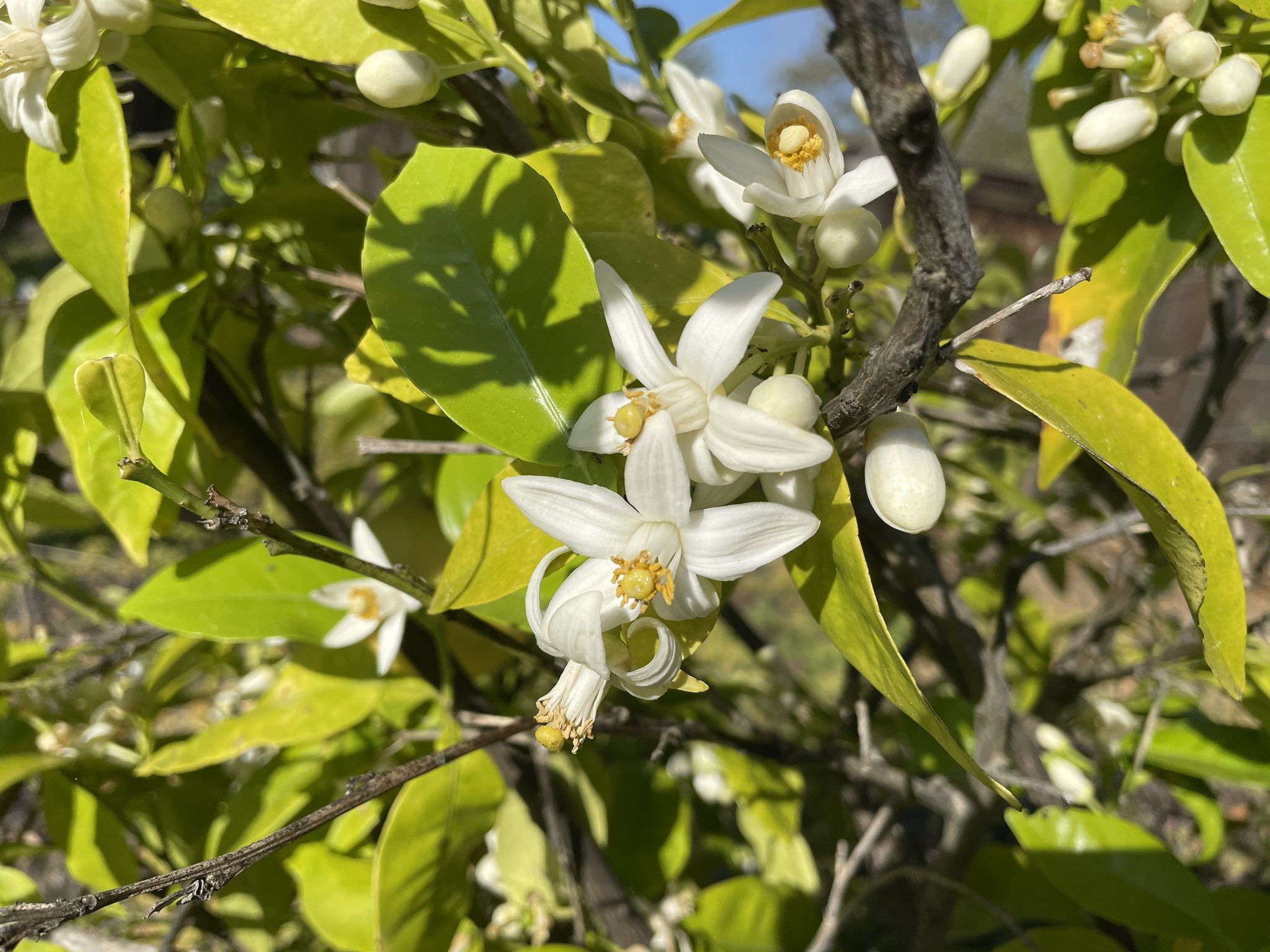 ウサ子です 柑橘系の花 グレープフルーツ みかん レモン どれが何かわかりますか 家庭菜園 レモン ミカン グレープフルーツ T Co Ka0clk1obi Twitter