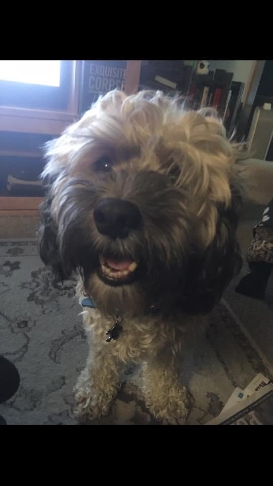 ducatibitch's tweet photo. Our boy Snickers is very sick right now and our hearts are broken so any good thoughts you could wish his way are greatly appreciated ❤️ https://t.co/1Pz4Ae5V2a
