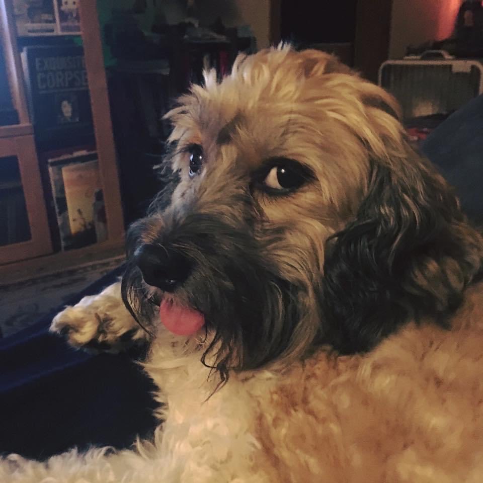 ducatibitch's tweet photo. Our boy Snickers is very sick right now and our hearts are broken so any good thoughts you could wish his way are greatly appreciated ❤️ https://t.co/1Pz4Ae5V2a