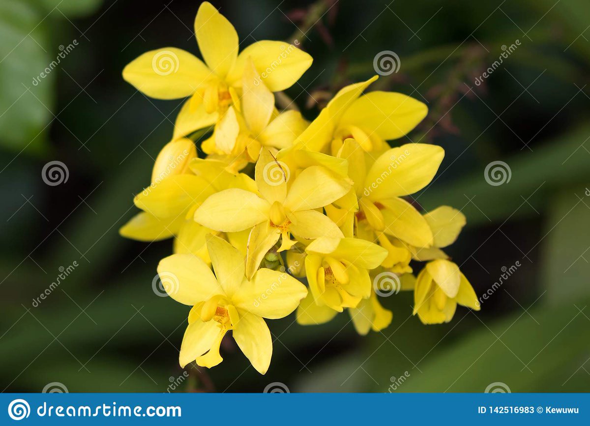 3. Her flowers are mostly based on Yellow San Joaquín or even in Yellow Orquídeas, both very common flowers in Colombia. And even her physical special moves are named after parts of the flowers like:
