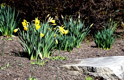 LewisUniversity's tweet photo. #LewisU Assistant Professor of History Brother Peter Hannon, FSC always manages to capture the beauty that the #LewisU Romeoville campus holds!
Brother Peter also shares his love of photography overseeing #LewisU students in the Flyers Photo Club.
#ThanksFSC https://t.co/GtK8gqBBe4