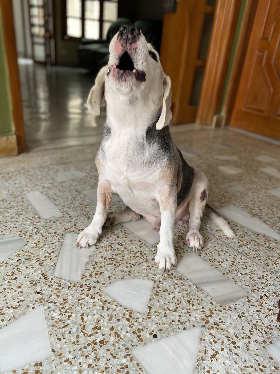 Descripción gráfica de cómo me siento  con la cuarentena