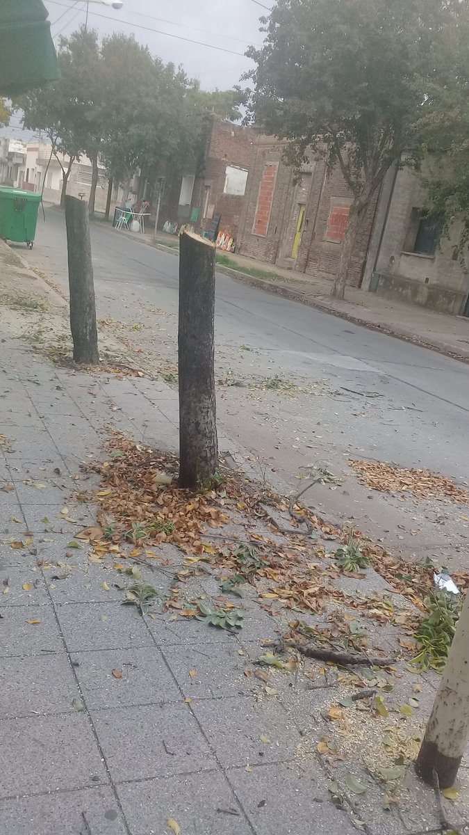 criterio_radio's tweet photo. Poda en barrio Acevedo. ¿Cuál es el criterio de selección de árboles? https://t.co/6OcfK1cT5b