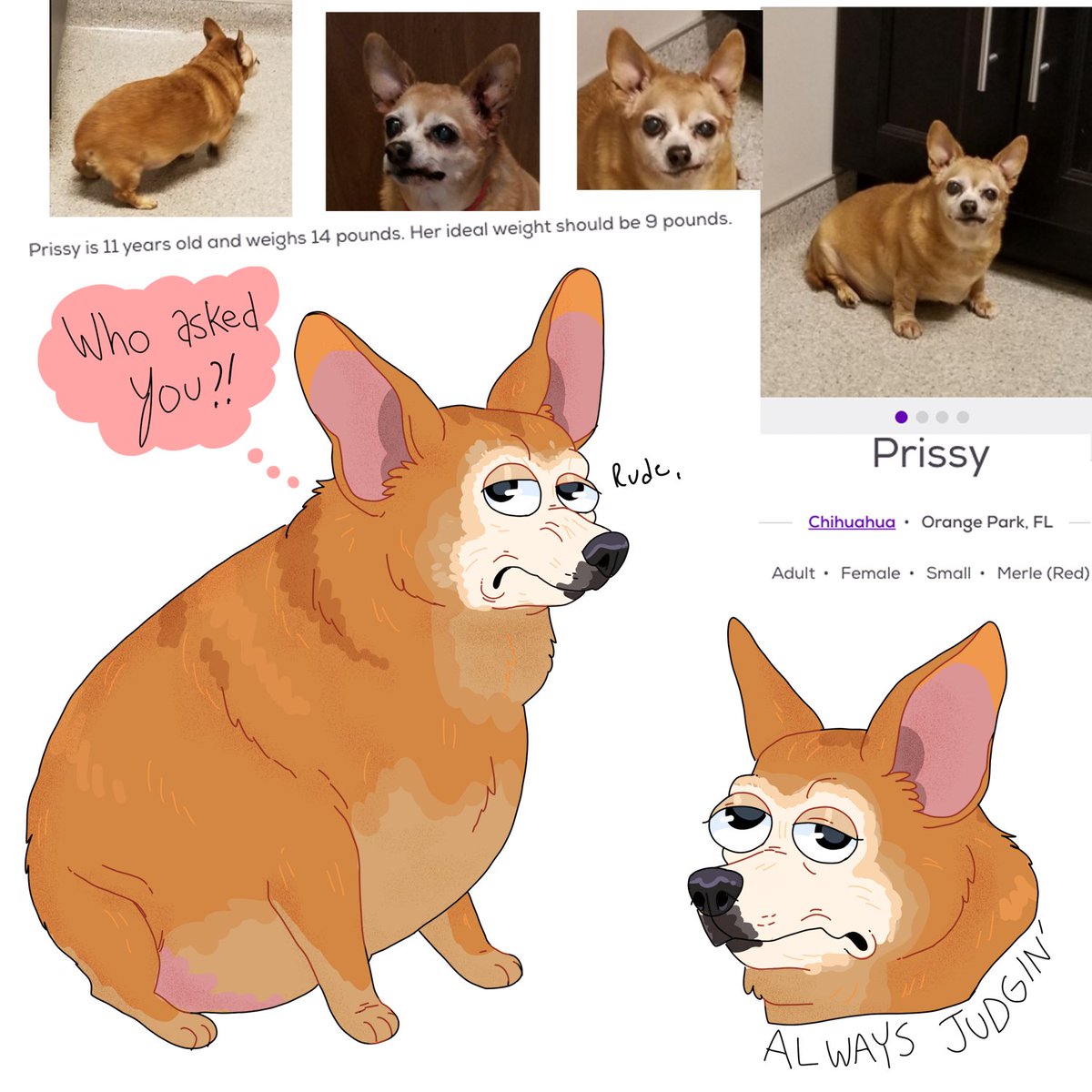 itslittletunny's tweet image. I don't do much online shopping, but I absolutely do go on petfinder and look for the most busted little creatures and fantasize about adopting them. Here's some recent friends...