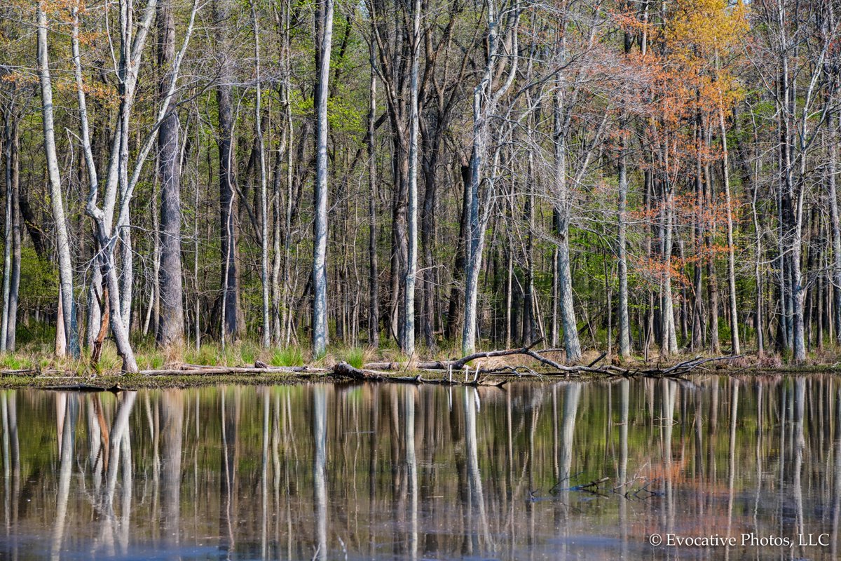 Spring is Here. #Alexandria #Virginia #Spring #colors #evocativephotos #pond #HuntleyMeadows #FairfaxCountyParks evocativephotos.com/image/I0000C3H…