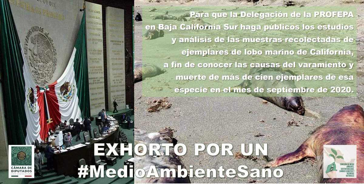 comarnat's tweet photo. El día de hoy, el Pleno de @Mx_Diputados aprobó diversos Puntos de Acuerdo, entre los que se encuentran 10 presentados por la @comarnat, mismos que fueron dirigidos a diversas autoridades federales y locales exhortando la realización de acciones a favor de un #MedioAmbienteSano. https://t.co/QfWi04fItI