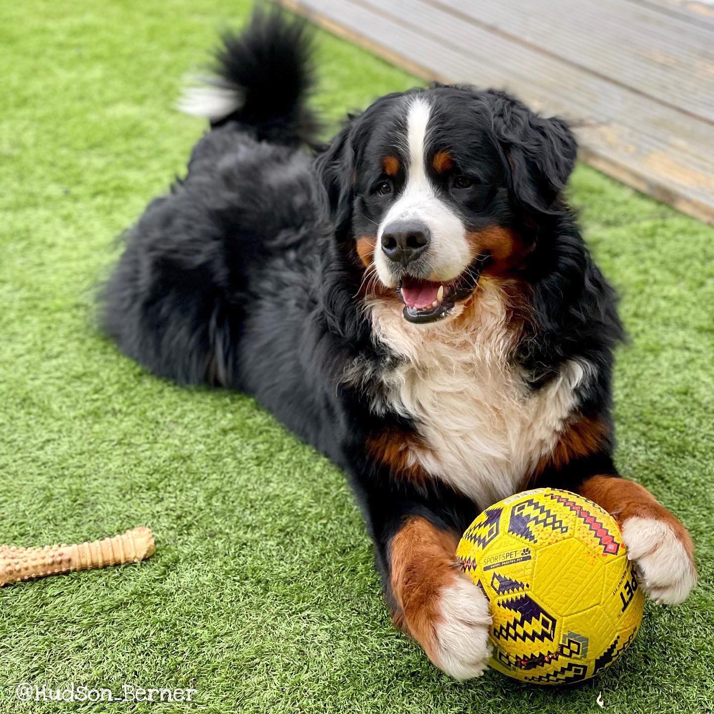 Bernese mountain cheap dog toy