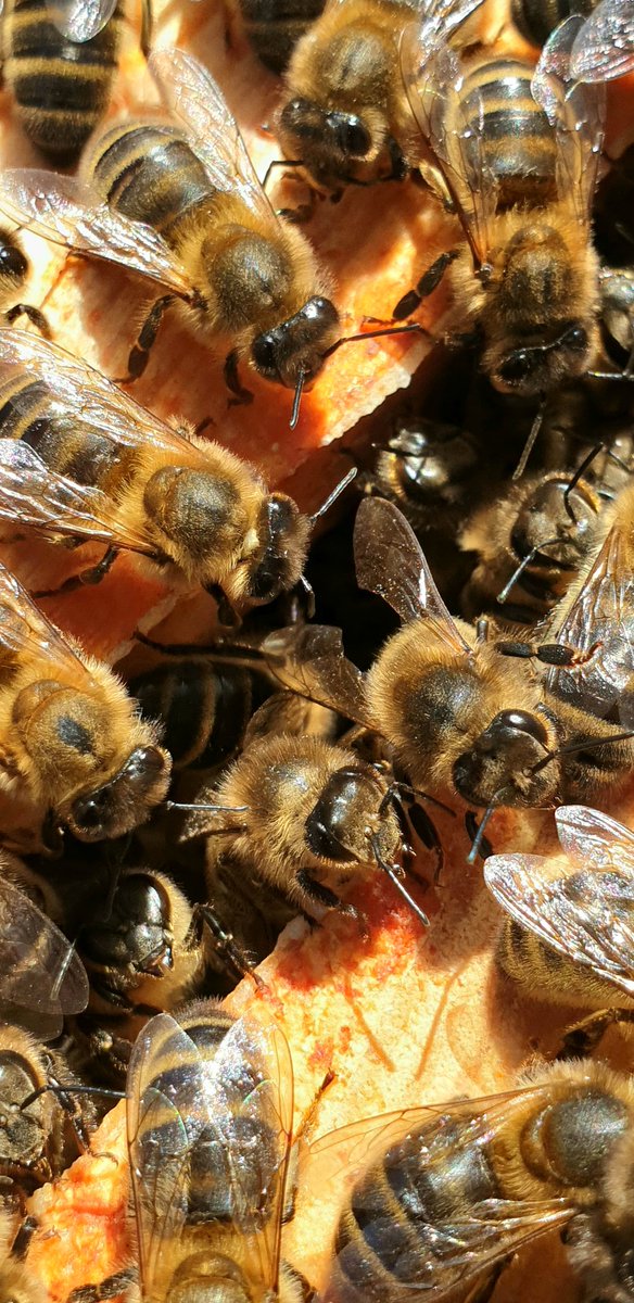 Hive Inspection with no social distancing! Apis mellifera 💛🐝 #beekeeping @BeekeepersHour #pollinators #honeybees #plantforpollinators