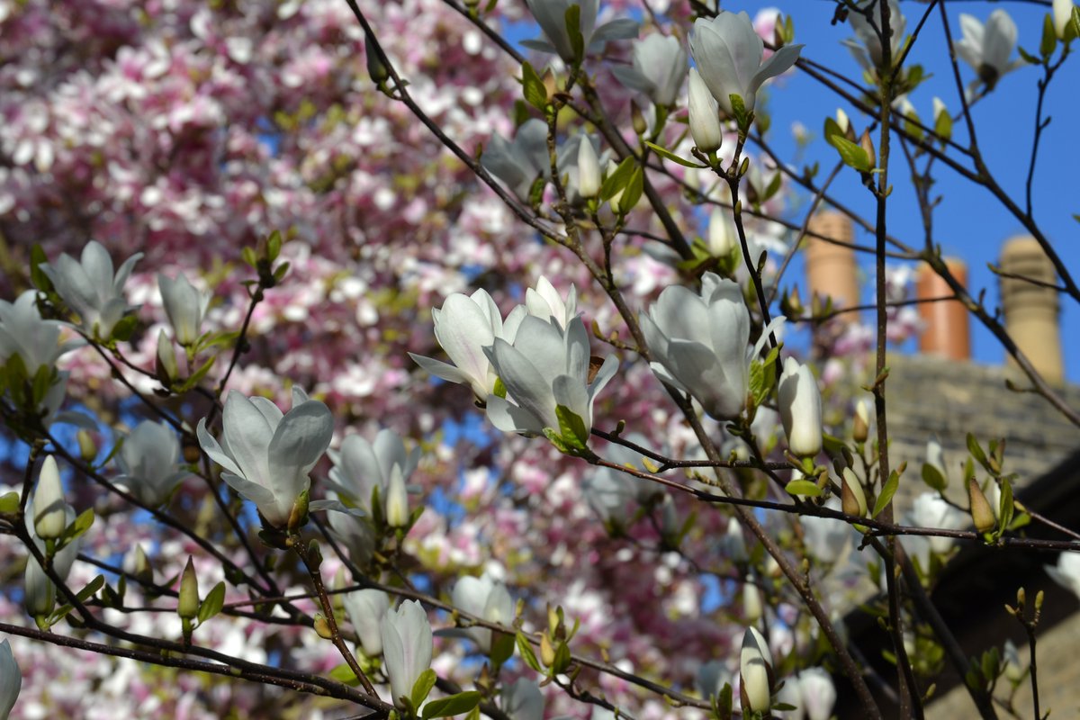 CamTrees's tweet photo. For obvious reasons, I’ve been a bit obsessed with the blossom this year in Cambridge! I created a treasure map of magnolia trees around the city. Enjoy! https://t.co/puv84IpbT0 #BlossomWatch #magnolia #Cambridge #trees https://t.co/6yUm05uFjK