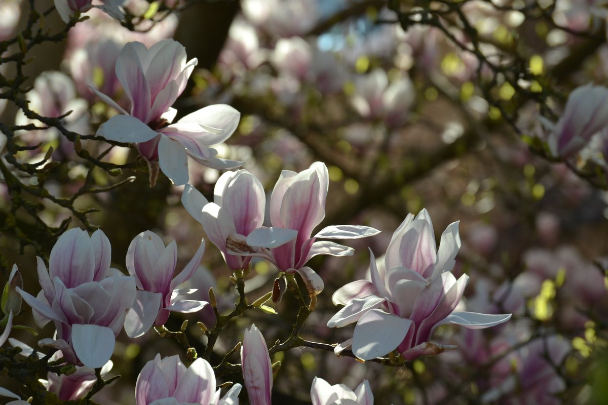 CamTrees's tweet photo. For obvious reasons, I’ve been a bit obsessed with the blossom this year in Cambridge! I created a treasure map of magnolia trees around the city. Enjoy! https://t.co/puv84IpbT0 #BlossomWatch #magnolia #Cambridge #trees https://t.co/6yUm05uFjK