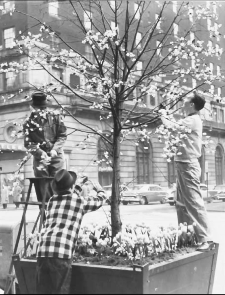 CLEHistory's tweet image. City gardners tend to newly planted trees on Euclid Avenue, April 1957.
