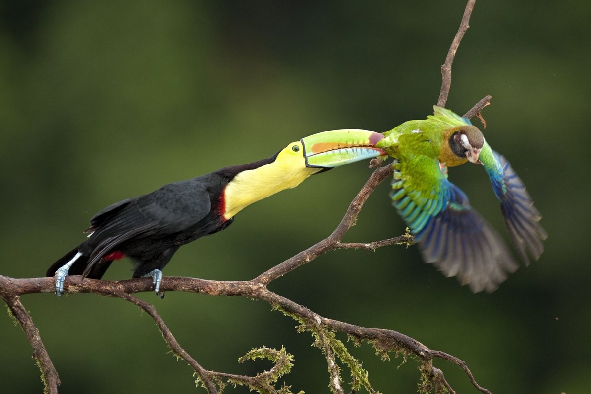 A reminder that toucans are not entirely the vibrant innocent fruit eating birds you think they are