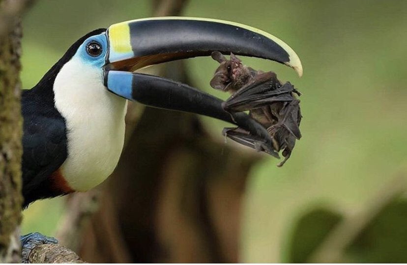 A reminder that toucans are not entirely the vibrant innocent fruit eating birds you think they are