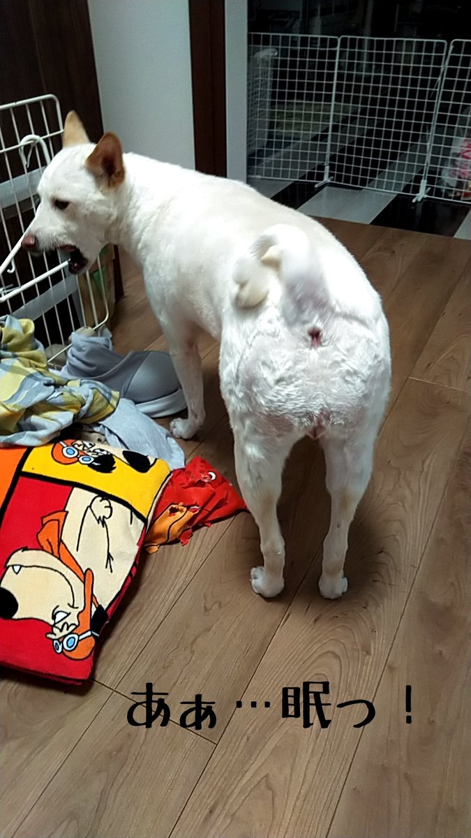 さちる エーラスダンロス症候群 Satiru758 Twitter