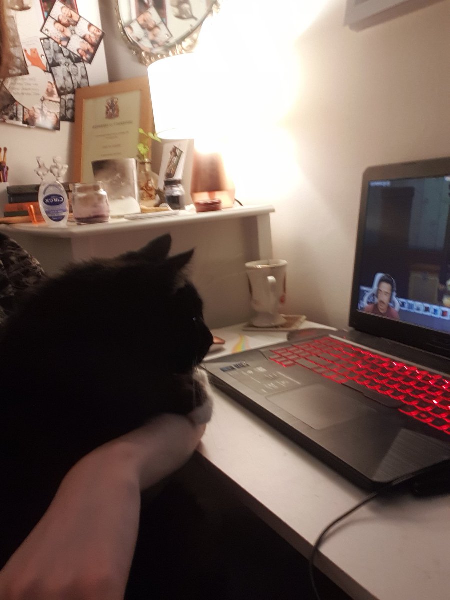 MercedesBroad's tweet photo. My 17 year old cat has always hated sitting on my knee but for some reason every time I watch @DevonBumpkin videos she has to sit on my lap and watch with me 🥺😂 https://t.co/MTHXQKCNbj