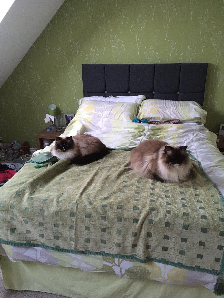 Bazil101's tweet photo. @PickleAndNancy #timslife #itsahardlife https://t.co/bX95jv4YYX