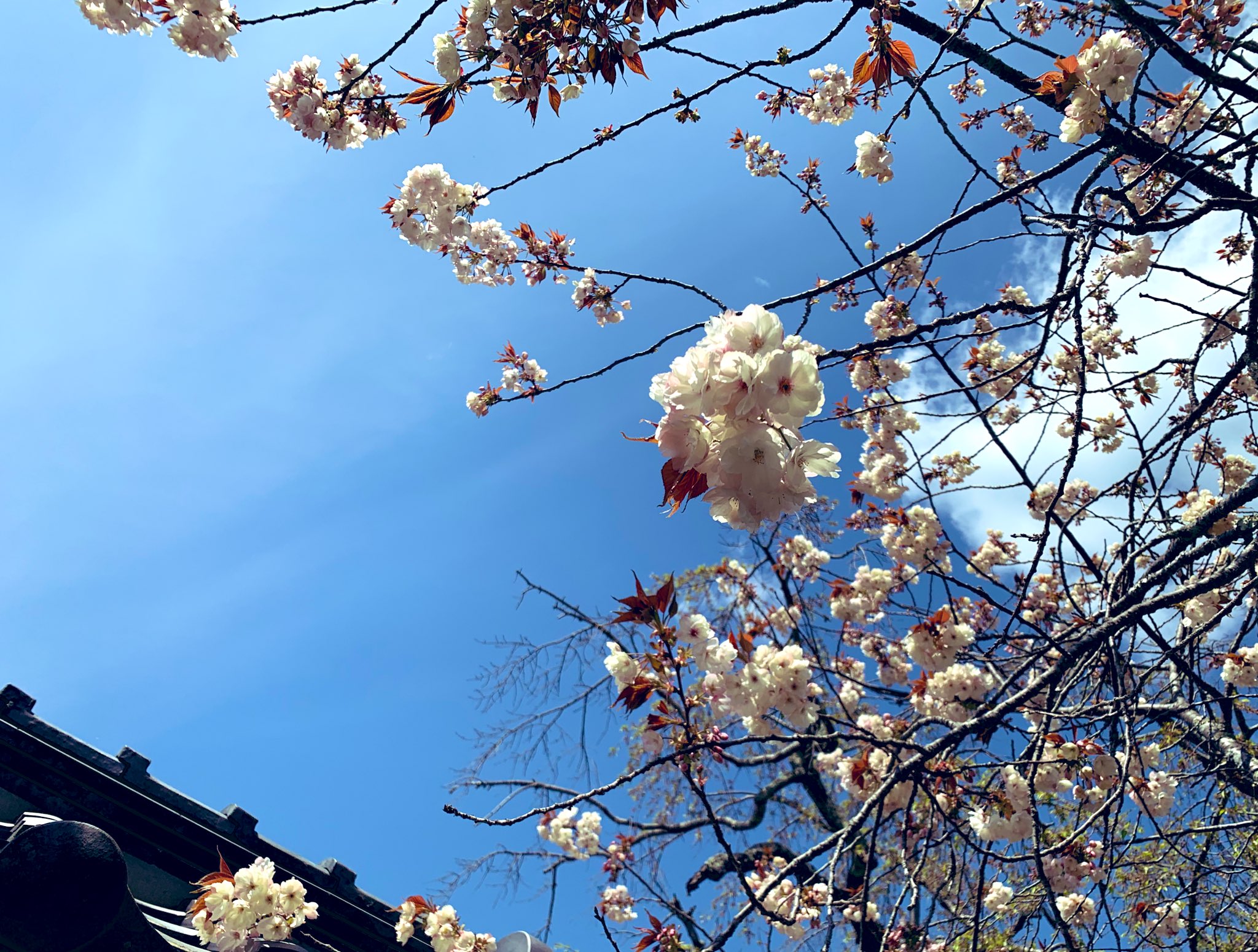 美人桜 Twitter Search Twitter