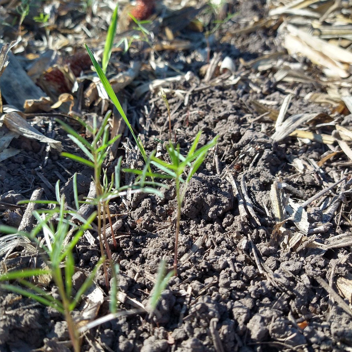 Muy buen nacimiento de nuestra Vicia aprovechando las altas temperaturas... Con esta lluvia explotaa!! #Cobertura2021