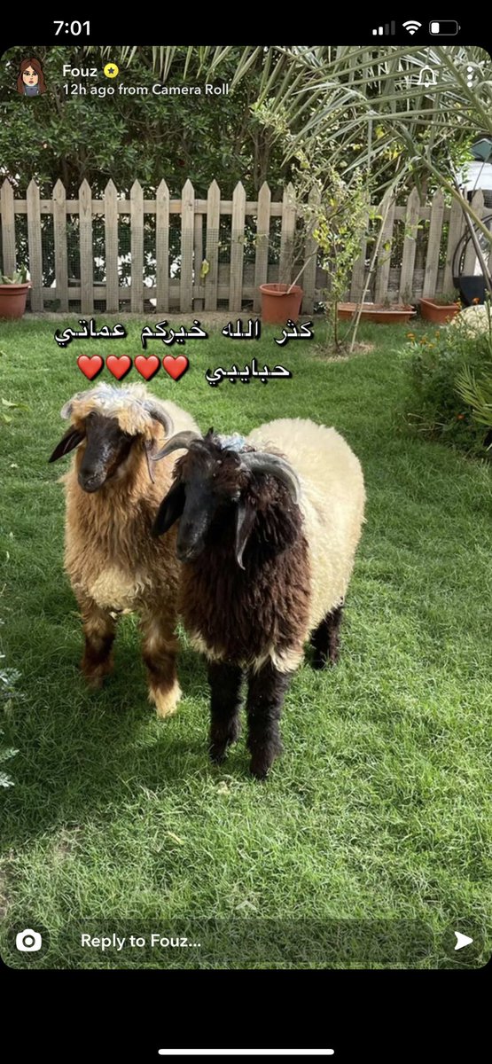 ابي احد يجاوبني.. الحين هذي ماخذتهم تربيهم ولا تلطهم؟ ترى يخوف اذا اللي ببالي مو كيوت كلش 😖! قبل كم يوم مصوره جمل شكبره والحين خرفان ؟؟؟؟