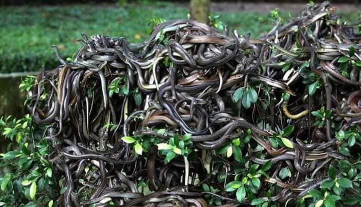 Julioqc's tweet photo. ISLA QUEMADA GRANDE, BRASIL. A 32 kms. de Sao Paulo, tiene la mayor concentración de serpientes venenosas del mundo. Se estima una serpiente/m² en algunas partes. Es un sitio restringido. La Bothrops insularis, c/veneno mata a una persona en menos de una hora y derrite su piel. https://t.co/xFBJuHbTdy