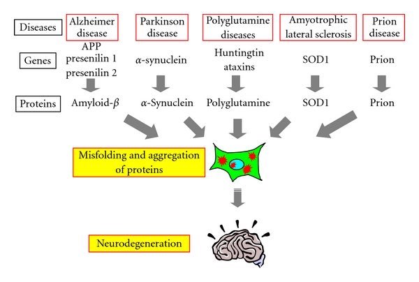 Tech advancements have improved our understanding beyond what Dr. Alzheimer found over 100 years ago. We now know that a key molecular pathway involved in neurodegenerative diseases is the misfolding, aggregation, & accumulation of proteins in the brain. Let me explain that. 4/