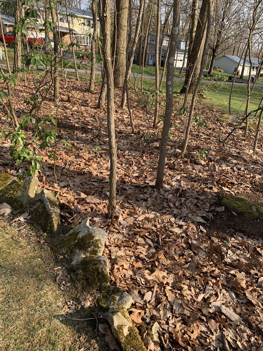 King of Spades Landscaping (KingofSpadesLa1) Twitter