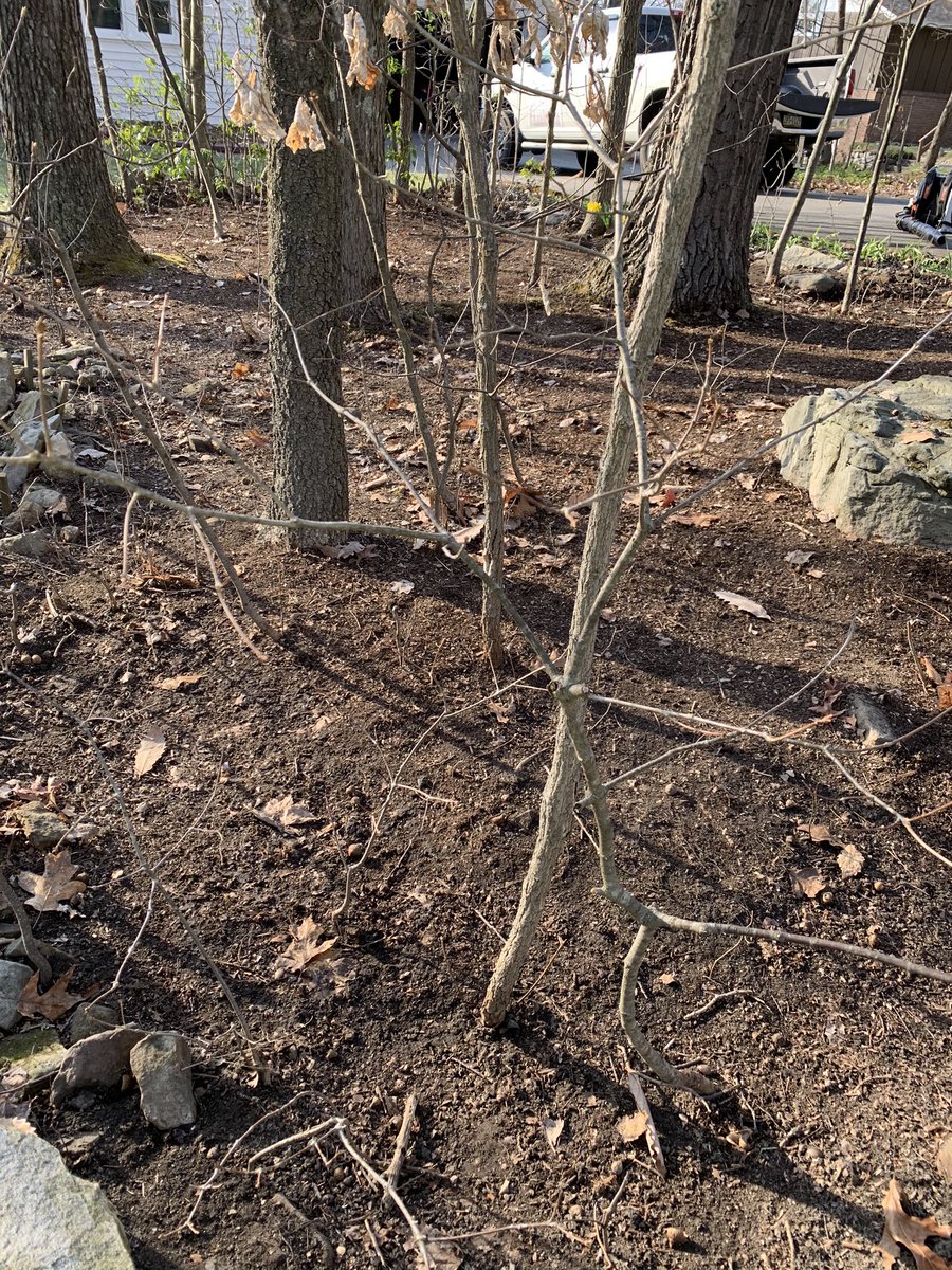 King of Spades Landscaping (KingofSpadesLa1) Twitter