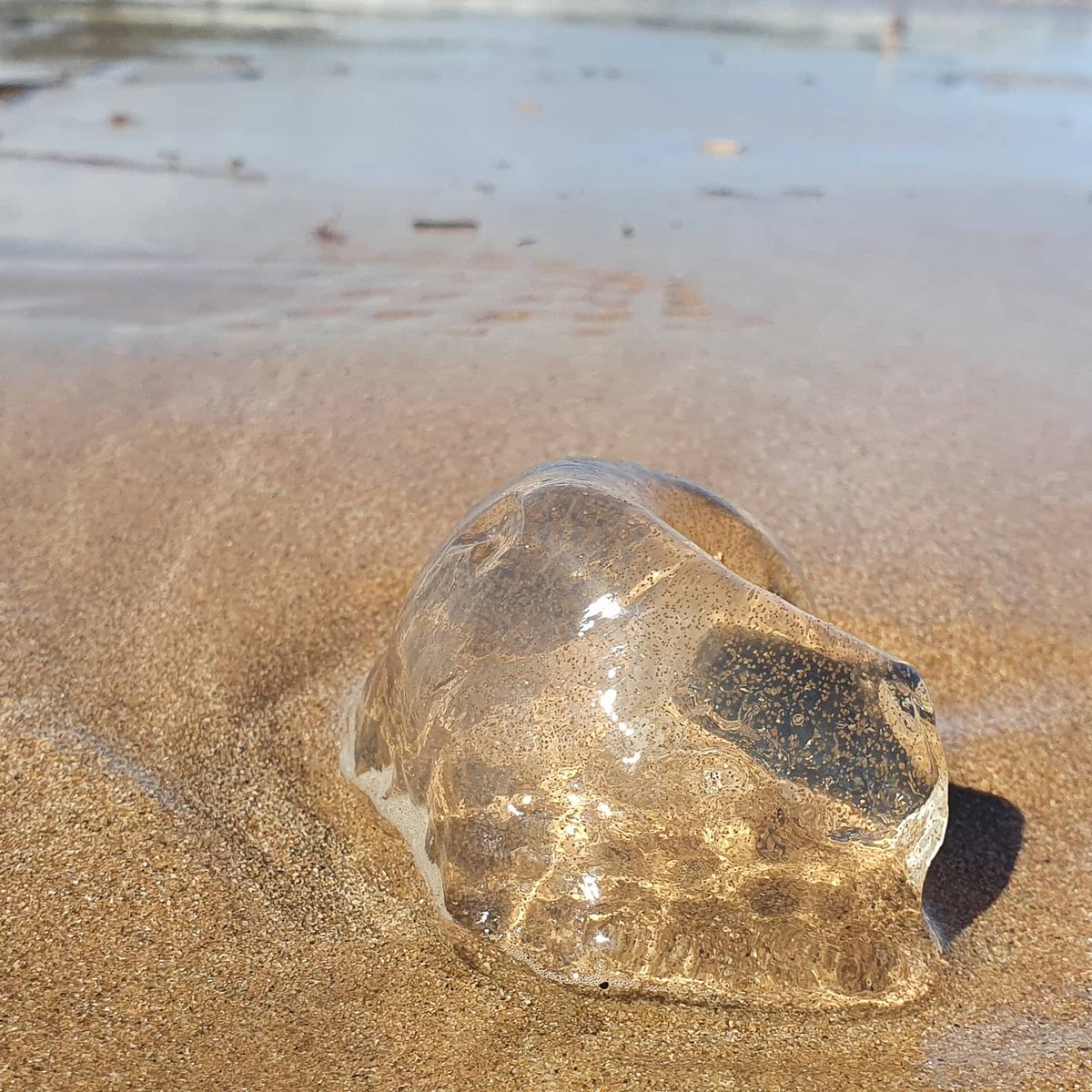 PredictionsSea's tweet image. The Guidance:

Wood is a sign of strength, so all zones are strong, however lovelife is off the charts.Not just pure strength, but creative strength from the artistic structures. Maybe the Easter break has made your think about your life  .. read more at
instagram.com/p/CNZ8je5nVkj/…