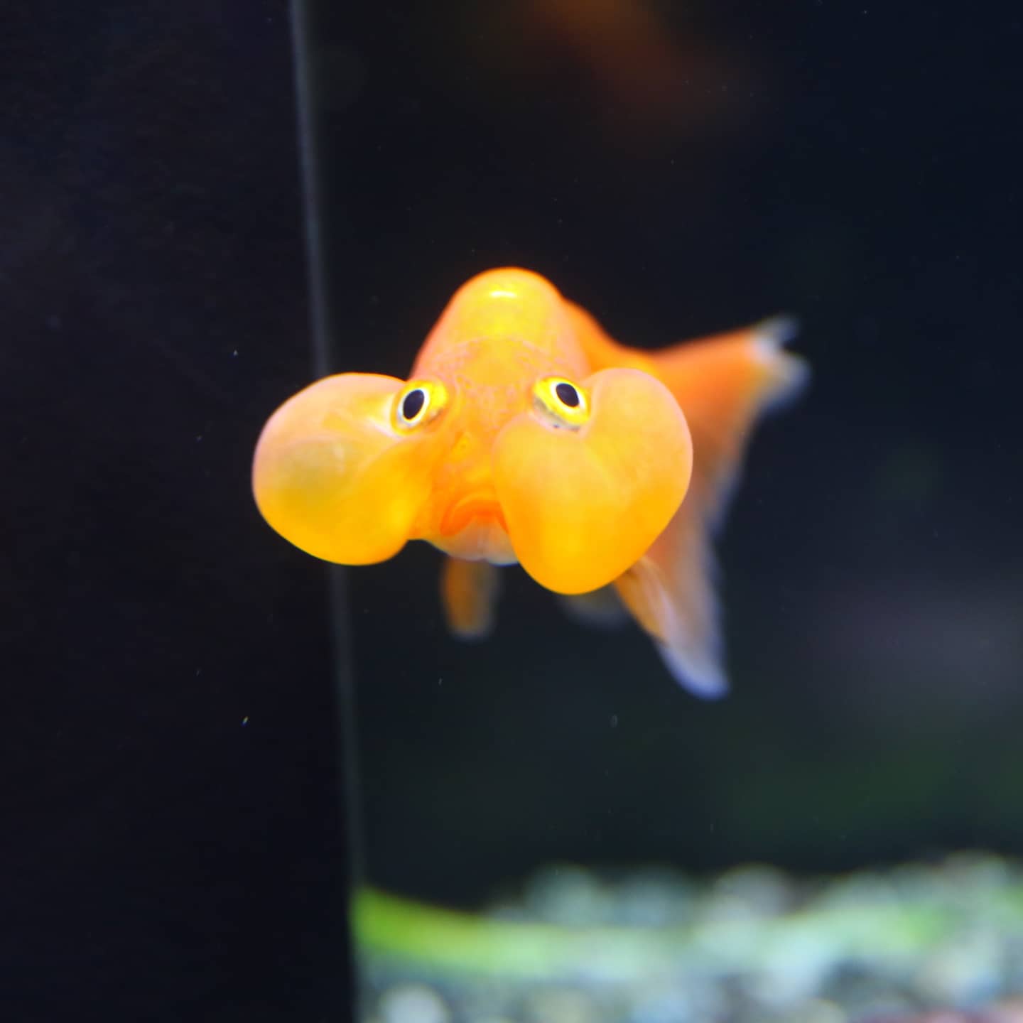 浜名湖体験学習施設ウォット こちらはほっぺがプクプクなスイホウガン ハリセンボンとは違った魅力 ウォット 浜松 水族館 浜名湖 特別展示 周年感謝祭 金魚 スイホウガン 水泡眼 T Co Cqfzytwzx5 Twitter