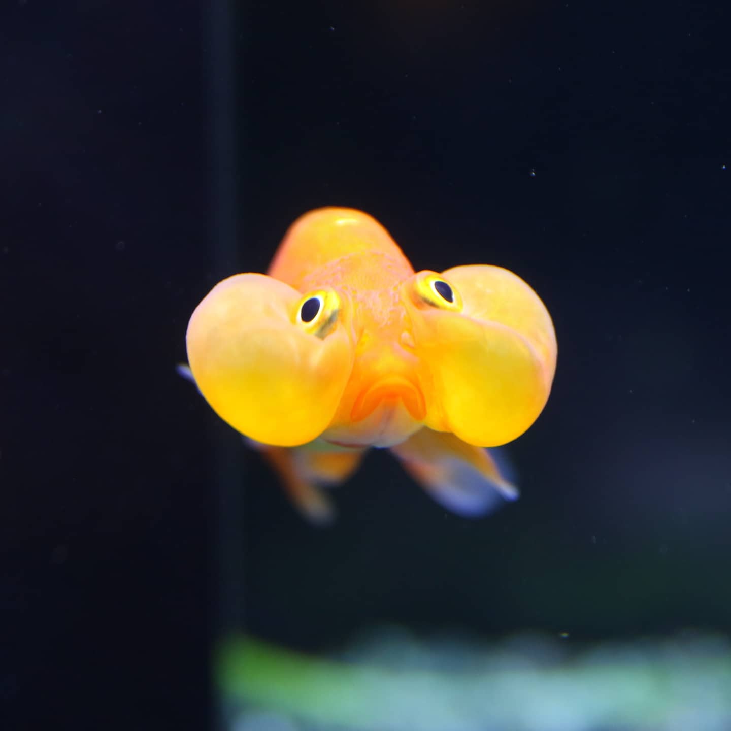 浜名湖体験学習施設ウォット こちらはほっぺがプクプクなスイホウガン ハリセンボンとは違った魅力 ウォット 浜松 水族館 浜名湖 特別展示 周年感謝祭 金魚 スイホウガン 水泡眼 T Co Cqfzytwzx5 Twitter