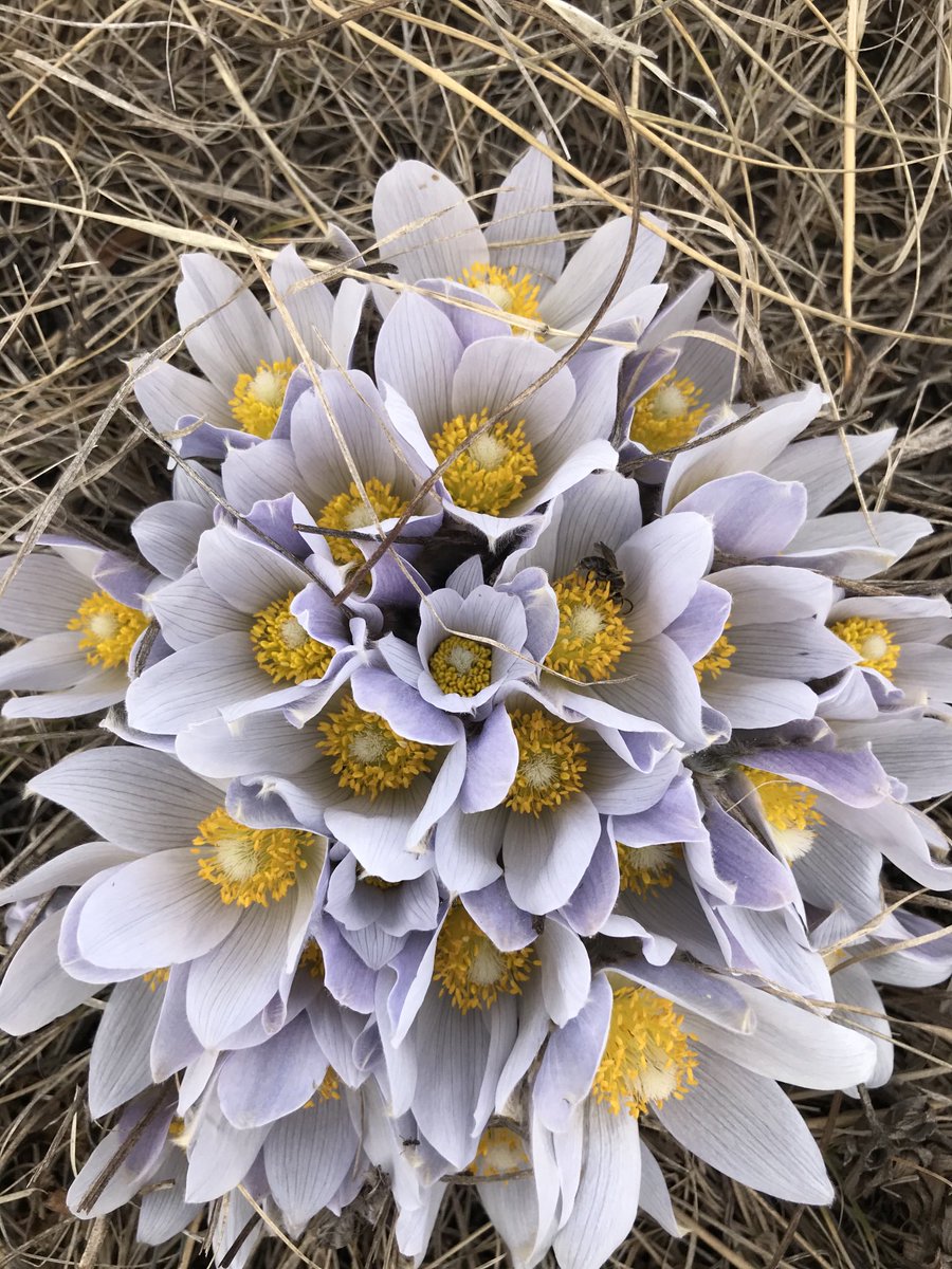 livingskiesgirl's tweet photo. Cranberry Flats #yxe ⁦@Meewasin⁩ #CrocusCapture https://t.co/pdPq9XVIsg