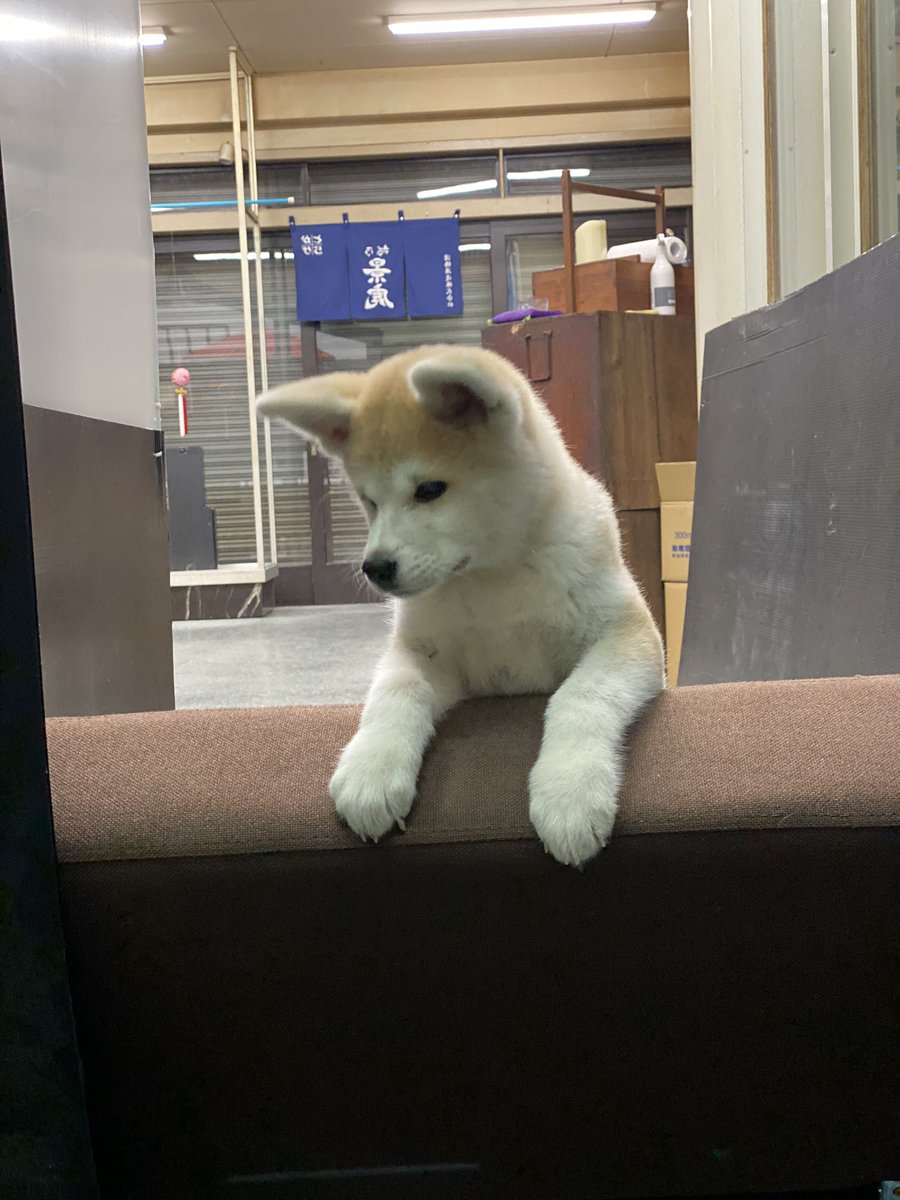 和犬 優美ちゃん 耳が立って来ましたね 最後3ヶ月かな パパさん 秋田犬の日は有りますよ ハチ公の命日 の3 8が国際秋田犬デーです 海外で言われています 命日の1ヶ月後の4 8がハチ公の日 シハ の柴犬の日は最近できたみたいですね 和犬 優美ちゃん 耳が立って来ましたね 最後3ヶ月かな パパさん 秋田犬の日は有りますよ ハチ公の命日 の3 8が国際秋田犬デーです 海外で言われています 命日の1ヶ月後の4 8がハチ公の日 シハ の柴犬の日は最近できたみたいですね