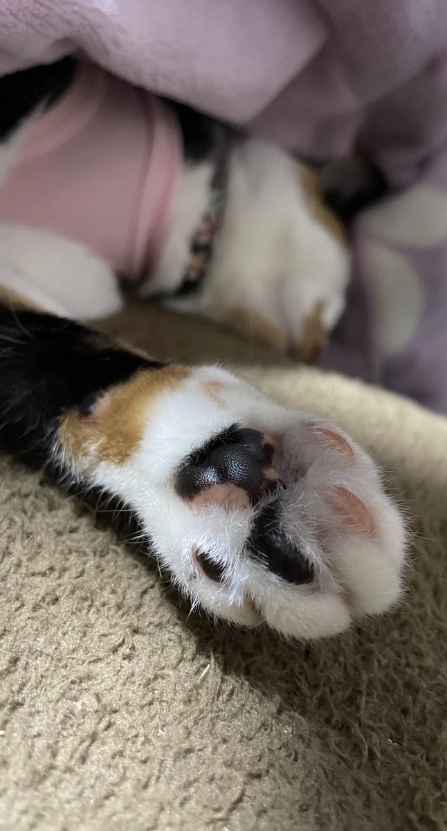 ぴょこ おはようございます 肉球 がツヤツヤして気持ち良さそう シオちゃんは寒い夜だけ服着るんですか 可愛い って思って 実家の猫は脱走したりするせいかカサカサです