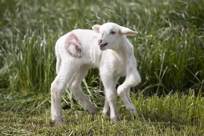 Агне с шест крака се роди във ферма в Германия - Любопитно - Новини Бг