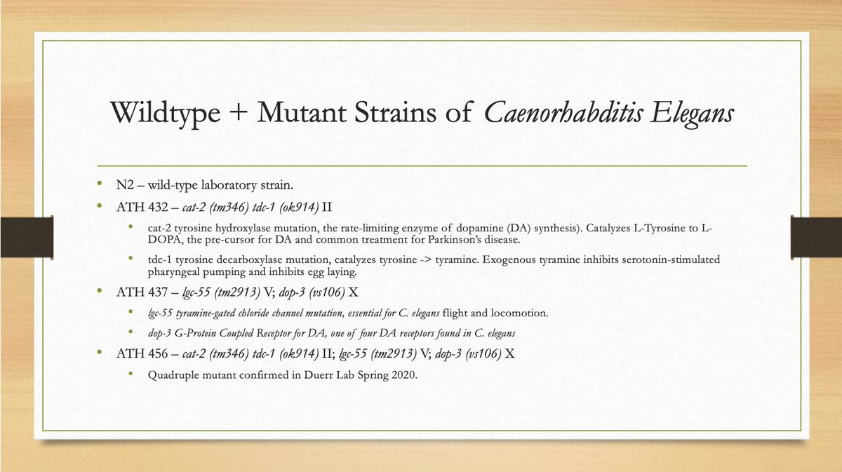 daseycavis11's tweet photo. I have advanced to observing pharyngeal pumping in numerous C. elegans mutants outlined in this post.   

Abstract: We are testing the effects of monoamine oxidase inhibitor drugs on various mutants and wild type of the nematode, Caenorhabditis elegans. https://t.co/u2jgeUZdhw