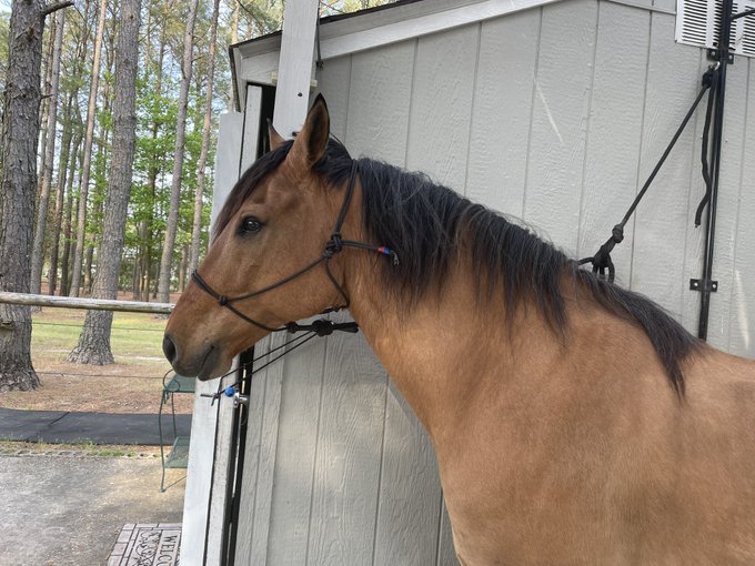 Here&rsquo;s a better picture of my good boy https://t.co/sXdqbsfzTH