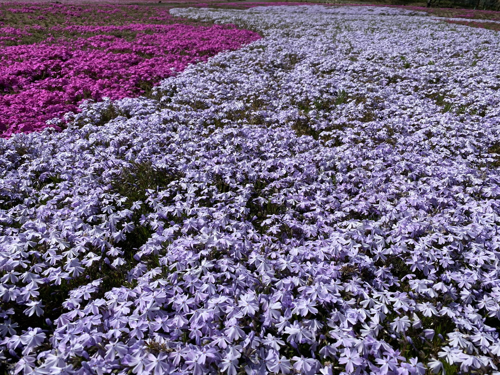funchichibu's tweet photo. ／
秩父『#芝桜』開花情報🌸(2021/4/8)
現在は5分咲き！
＼

日当たりの良い場所など一部は見頃を向かえていますが、全体的には5分咲きといった感じです。
見頃になるのはもう少し先(来週後半ごろ？)になりそうです。

※写真は2021/4/8(木)に撮影

#秩父 #ファンチチブ

https://t.co/QkxKboNEX1 https://t.co/5wcPNsgEpR